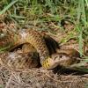 field_featured_image