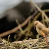 field_featured_image