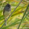 field_featured_image