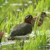 field_featured_image