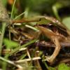 field_featured_image