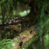field_featured_image