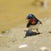 field_featured_image