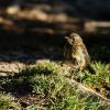 field_featured_image