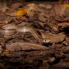 field_featured_image