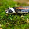 field_featured_image