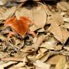 field_featured_image