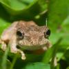 field_featured_image