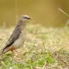 field_featured_image
