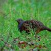 field_featured_image