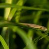 field_featured_image