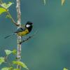 field_featured_image