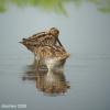 field_featured_image