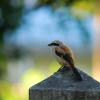 field_featured_image
