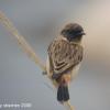 field_featured_image