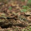 field_featured_image