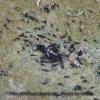 field_featured_image