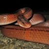 field_featured_image