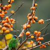 field_featured_image