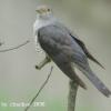 field_featured_image