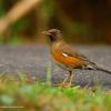 field_featured_image