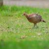 field_featured_image