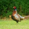 field_featured_image