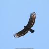 field_featured_image