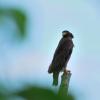 field_featured_image