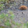 field_featured_image