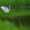 field_featured_image