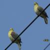 field_featured_image
