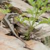 field_featured_image