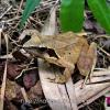 field_featured_image
