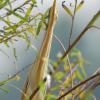 field_featured_image