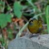 field_featured_image