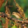 field_featured_image