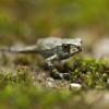 field_featured_image