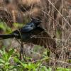 field_featured_image