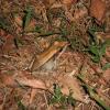 field_featured_image
