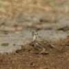 field_featured_image