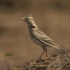 field_featured_image
