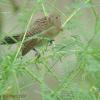field_featured_image