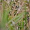 field_featured_image