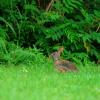 field_featured_image