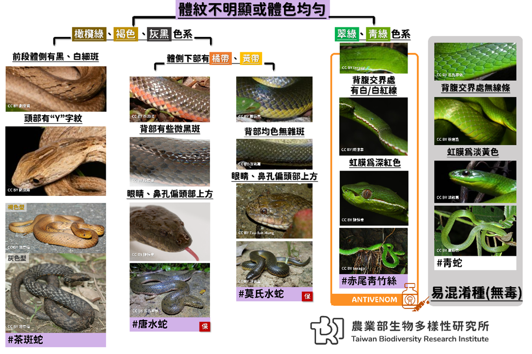 體紋不明顯