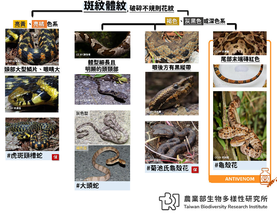 破碎花紋