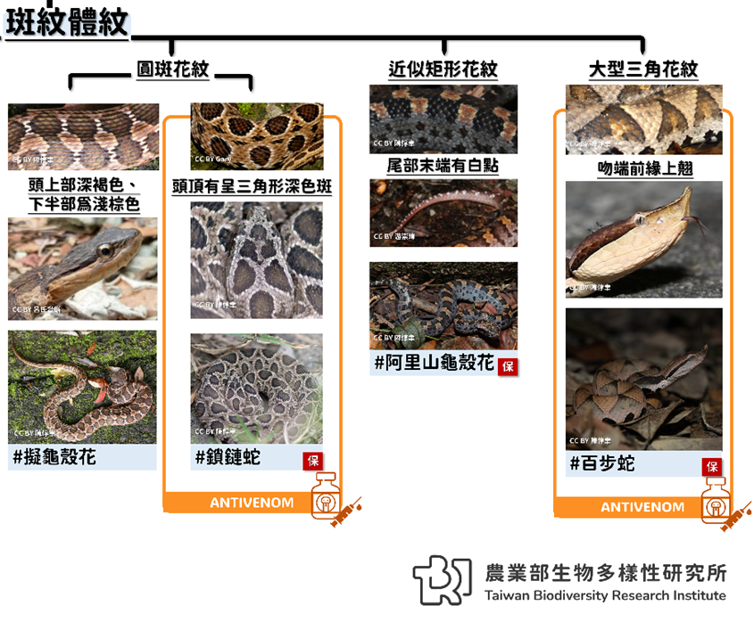 斑狀體紋