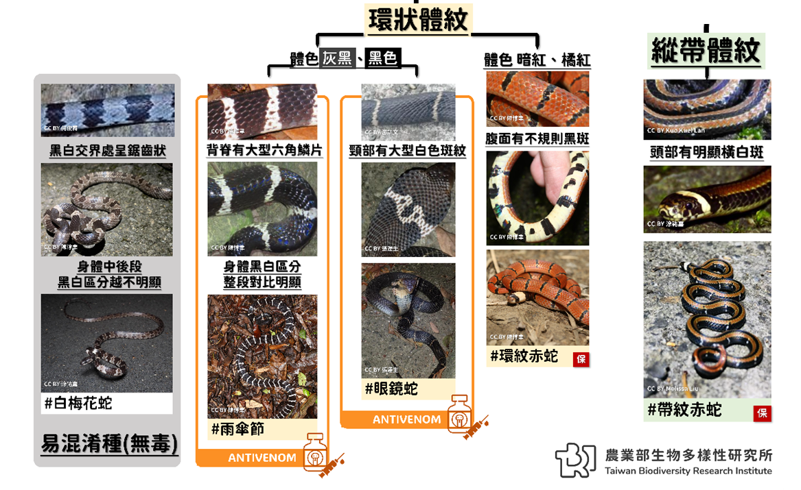 陸域毒蛇檢索表