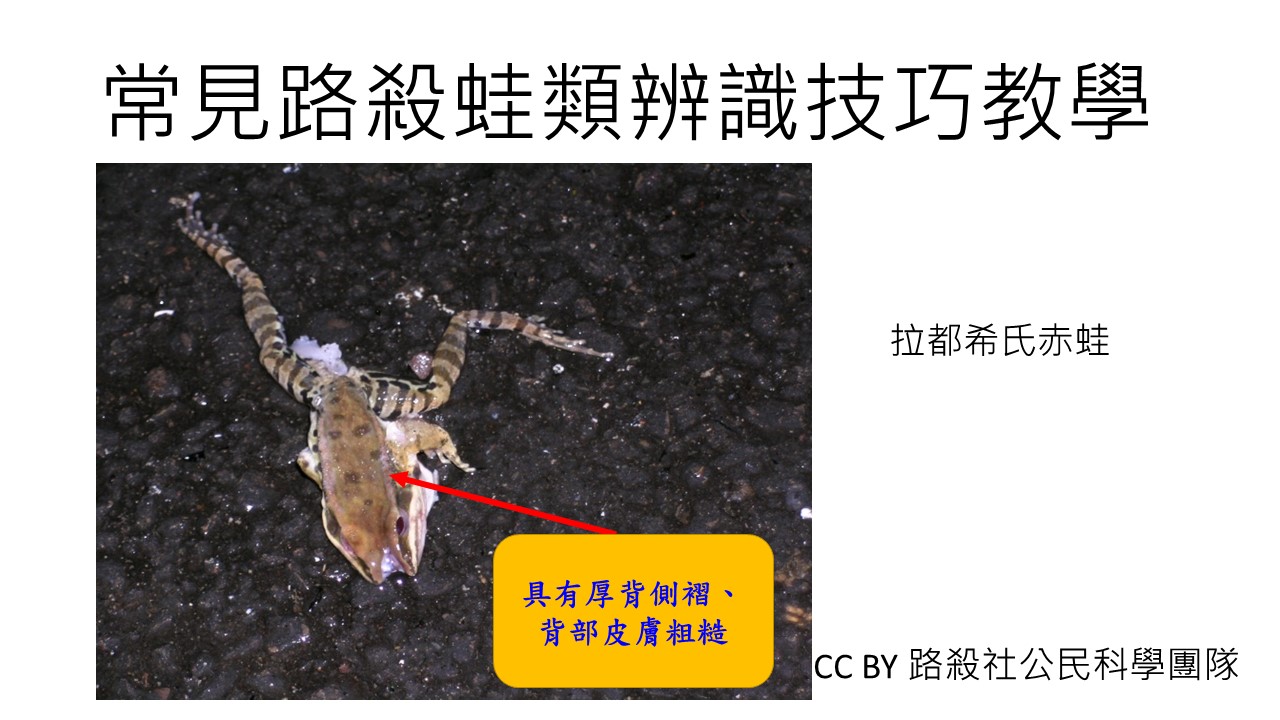 frog identify